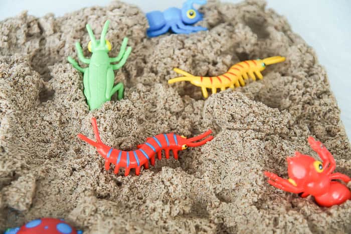 close up of bugs in DIY insect sensory bin