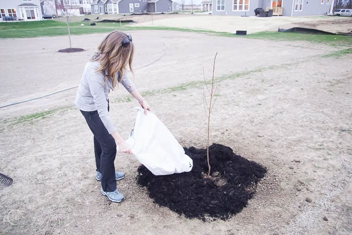 spread mulch around tree - how to plant a tree