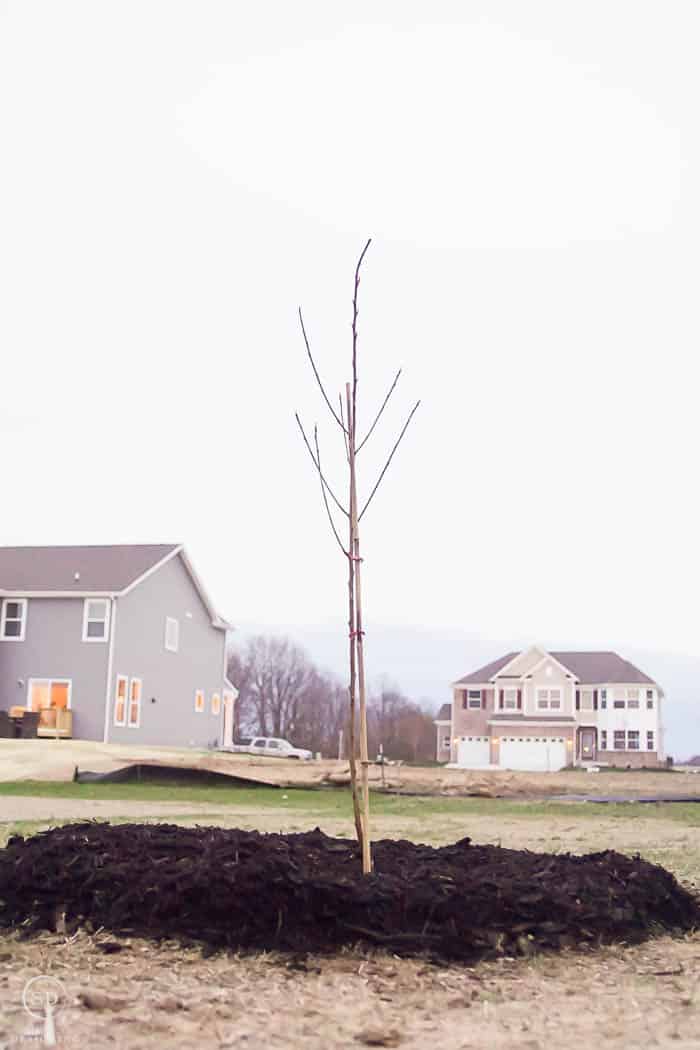 How to Plant a Tree - plant a care roots tree