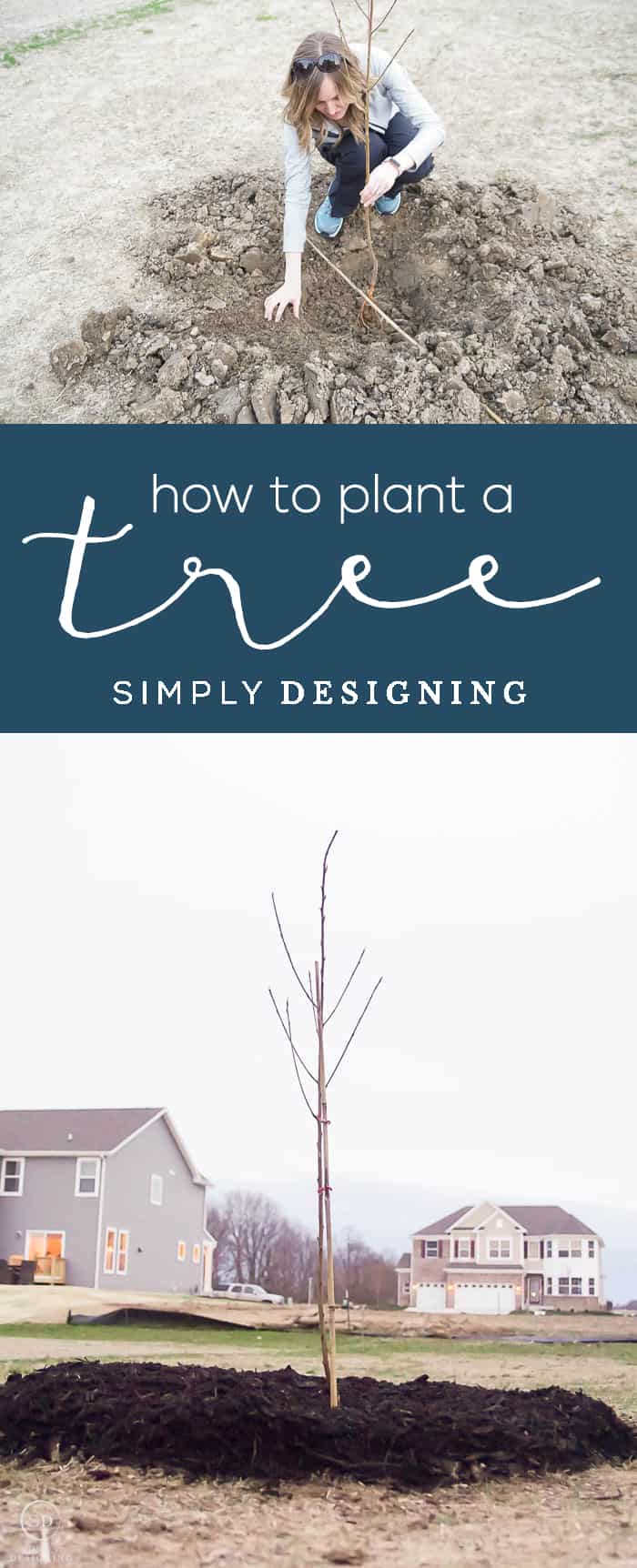 How to Plant a Tree - spring or fall means it is time to get out and do yard work and so I am really excited to share my tips and tricks for How to Plant a Tree