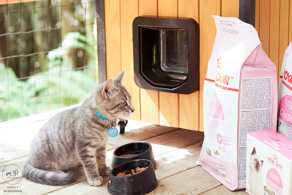 grey kitten looking at cat food in bags with modern cat house in background