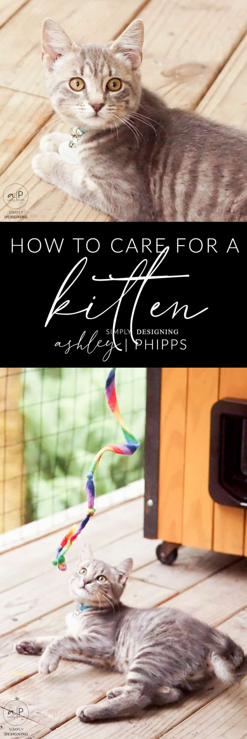 How to Care for a Kitten