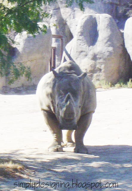 rino1 | Wordless Wednesday | 8 |