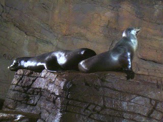 seals1 | Lights | 26 |