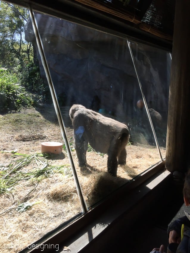 Gorilla at Animal Kingdom