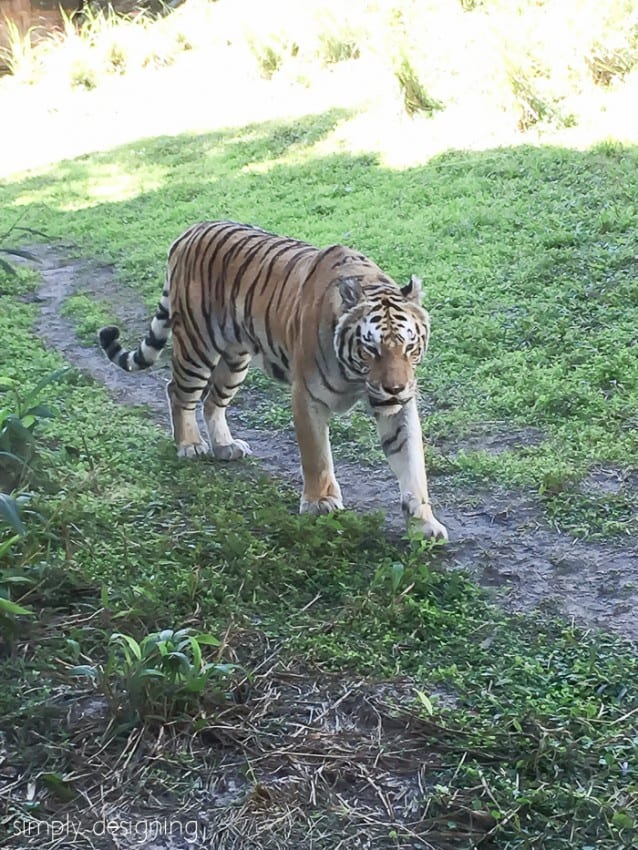 A Tiger in the Maharaja Jungle Trek at Animal Kingdom 