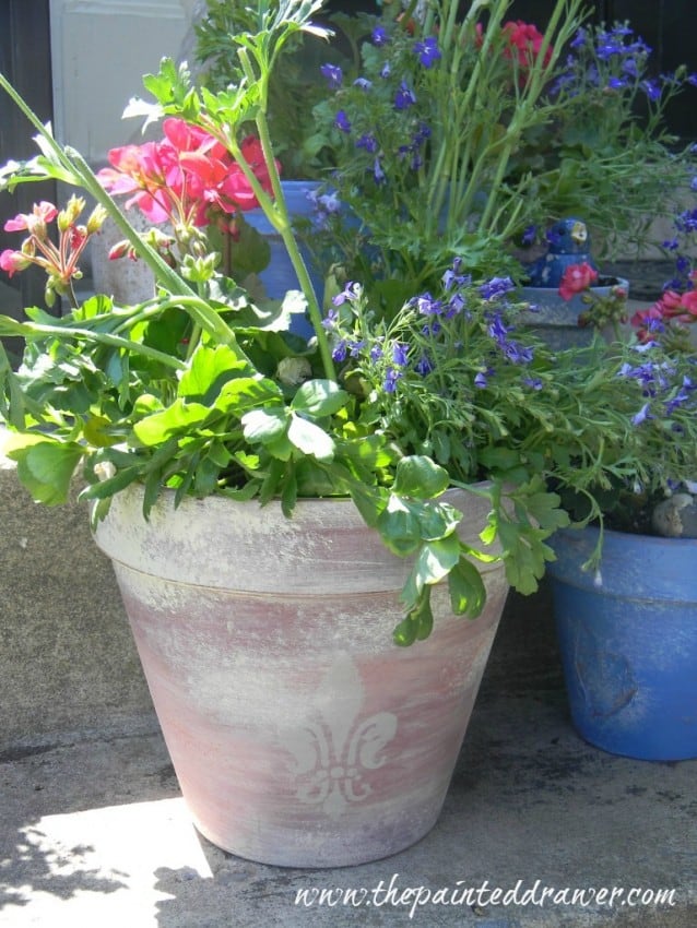 Container Gardening