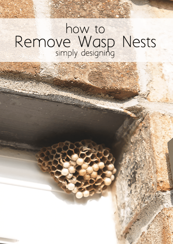 How To Remove Wasp Nests How To Remove Wasp Nests