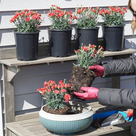 add more flowers to pot