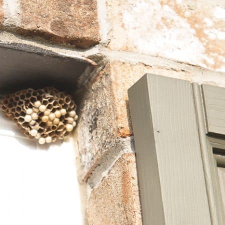 how get rid of wasps nest