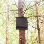 bat house high up in a tree