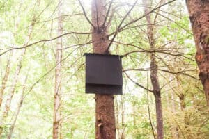 bat house high up in a tree