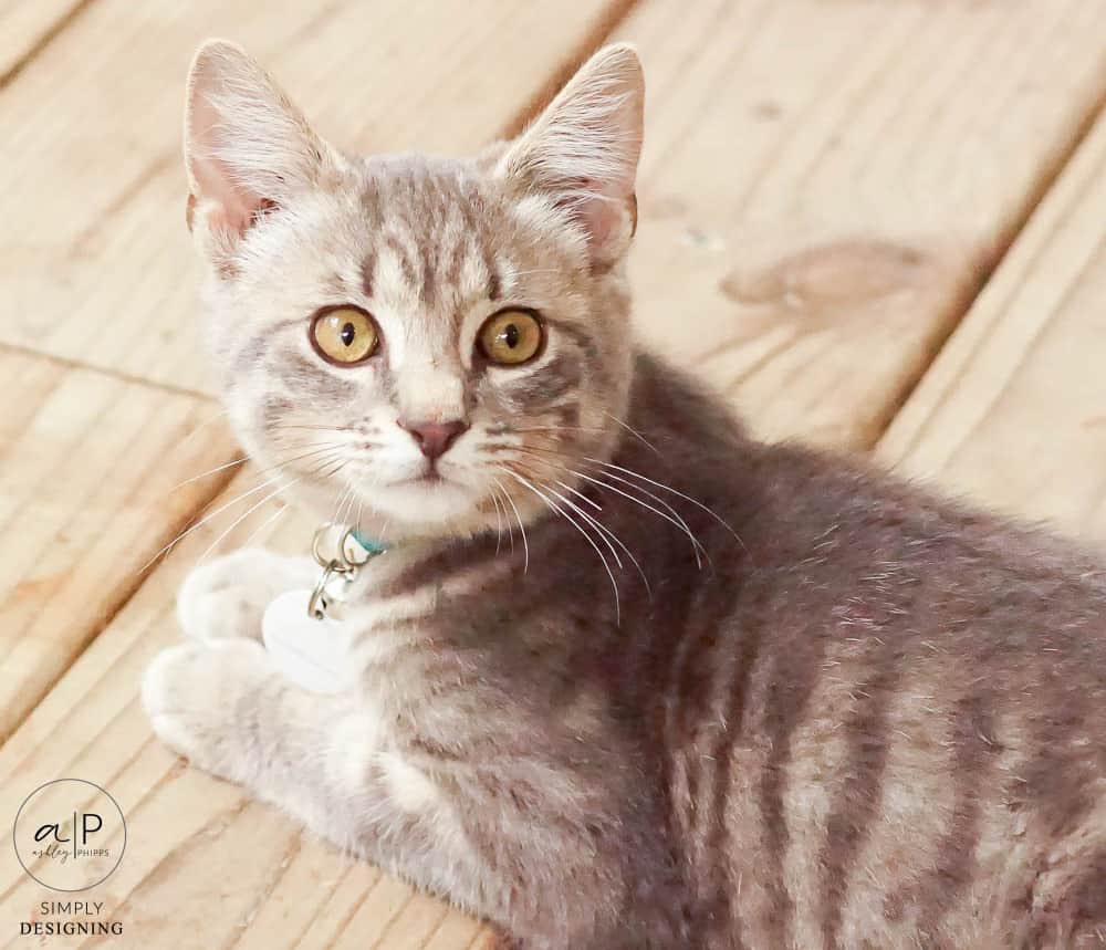Caring for a kitten | How to Care for a Kitten | 14 | Install LVP Flooring